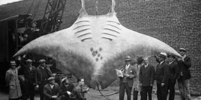 A fotografia, registrada em 1933, mostra uma arraia gigante do gênero manta, pertencente a uma das maiores espécies de raias existentes. A arraia gigante capturada foi exibida na Marina de Hansen em Brielle, Nova Jersey, Estados Unidos.