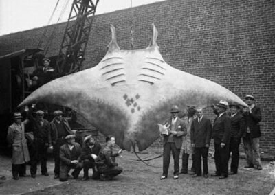 A fotografia, registrada em 1933, mostra uma arraia gigante do gênero manta, pertencente a uma das maiores espécies de raias existentes. A arraia gigante capturada foi exibida na Marina de Hansen em Brielle, Nova Jersey, Estados Unidos.