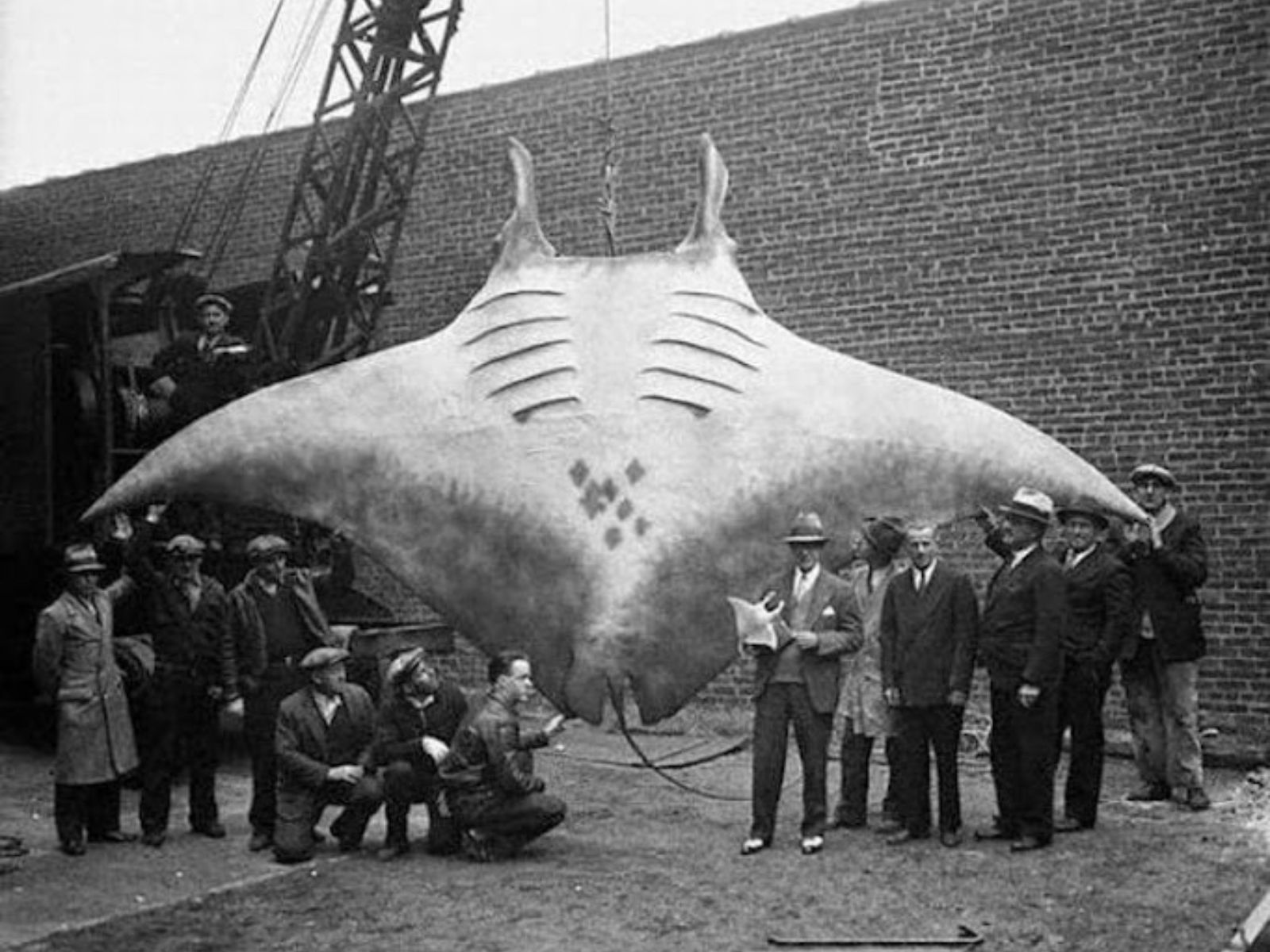 A fotografia, registrada em 1933, mostra uma arraia gigante do gênero manta, pertencente a uma das maiores espécies de raias existentes. A arraia gigante capturada foi exibida na Marina de Hansen em Brielle, Nova Jersey, Estados Unidos.