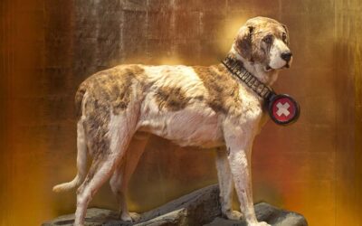 Barry – O Cão São Bernardo Herói do Hospício St Bernard