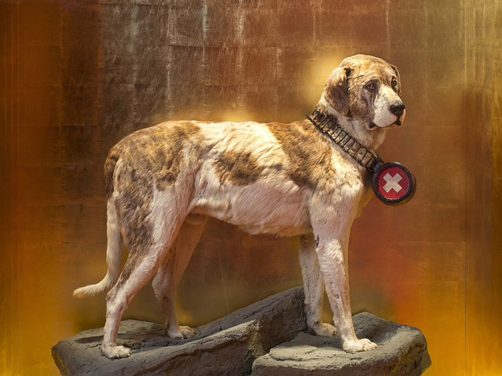Barry, um cão São Bernardo que viveu no Hospício de Gran St Bernard entre 1800 e 1814, é celebrado como um dos mais famosos cães de resgate da história.