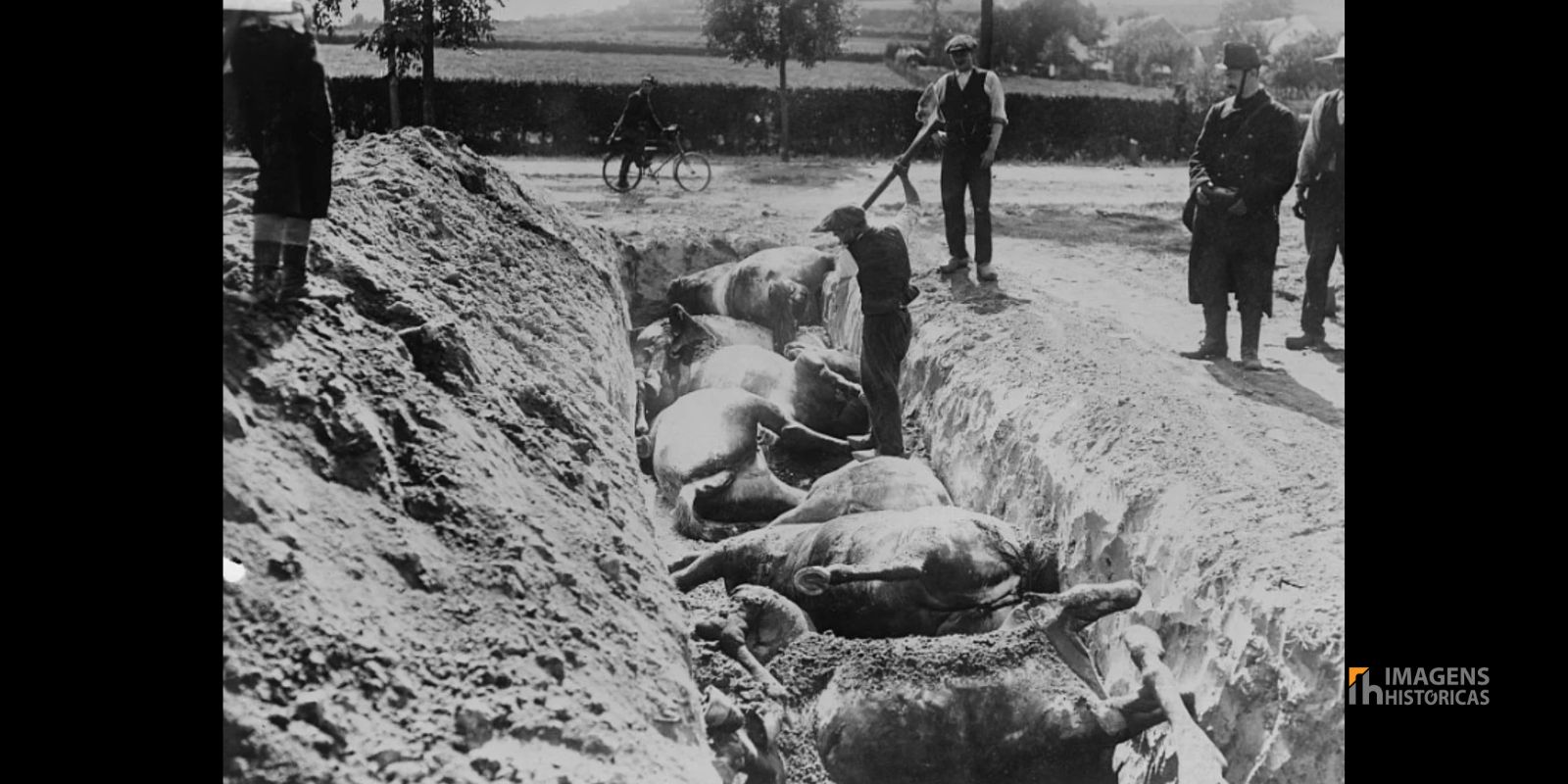 A Batalha de Haelen e a foto “Burying Horses, Battlefield of Haelen” são lembretes pungentes do sacrifício dos animais durante o conflito, ressaltando a importância dos cavalos no esforço de guerra e na história militar.