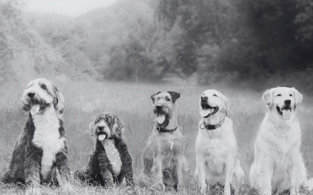 Cães – A Evolução das Raças