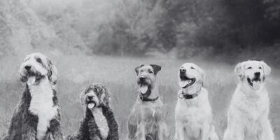 A evolução das raças de cães ao longo dos séculos foi fortemente influenciada por fatores humanos e outros relevantes, como mudanças ambientais e necessidades específicas.