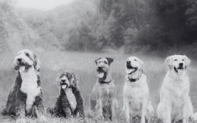 Cães – A Evolução das Raças