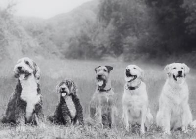 A evolução das raças de cães ao longo dos séculos foi fortemente influenciada por fatores humanos e outros relevantes, como mudanças ambientais e necessidades específicas.