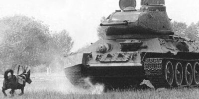 Cão anti-tanque soviético equipado com explosivos durante treinamento. A alavanca de madeira visível nas costas do animal detonava a carga ao tocar o chassi do tanque. Milhares de cães foram treinados para esta missão suicida entre 1941 e 1942.