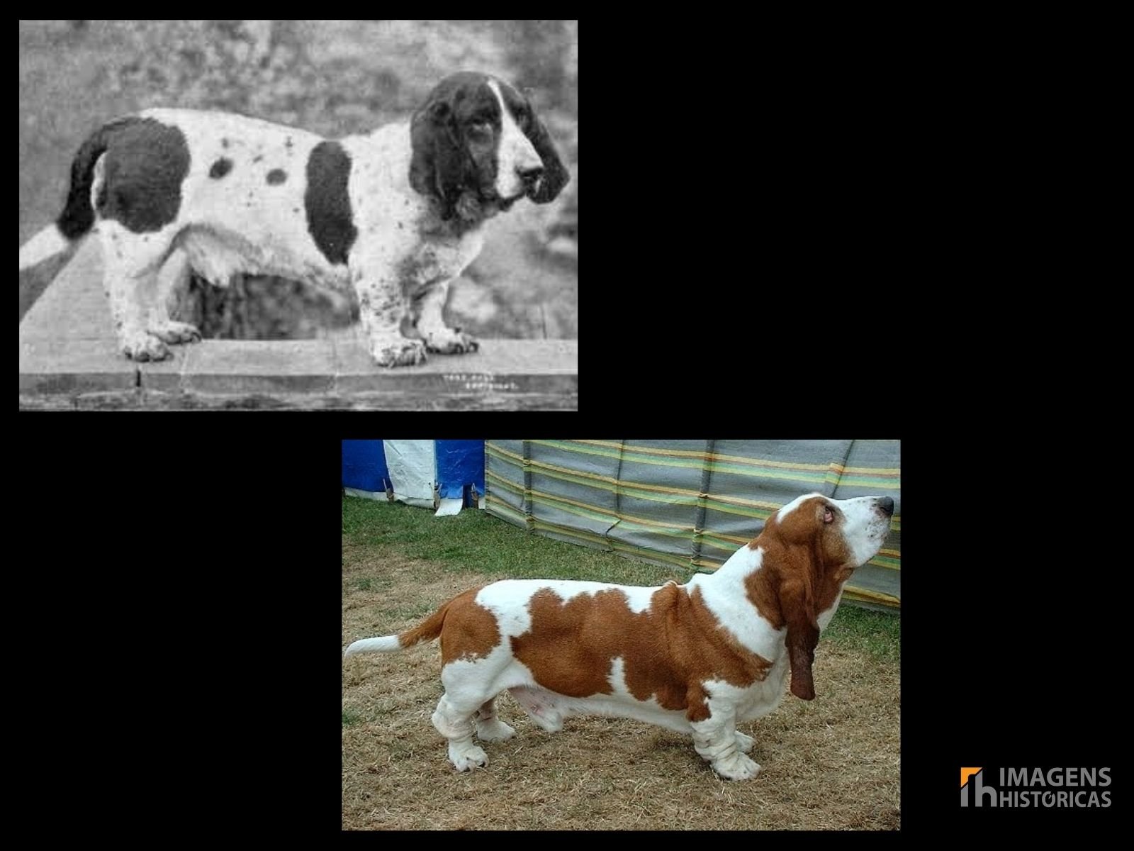 O Basset Hound é uma raça desenvolvida na França e na Bélgica, inicialmente criada para a caça de coelhos e lebres devido ao seu excelente faro e pernas curtas.