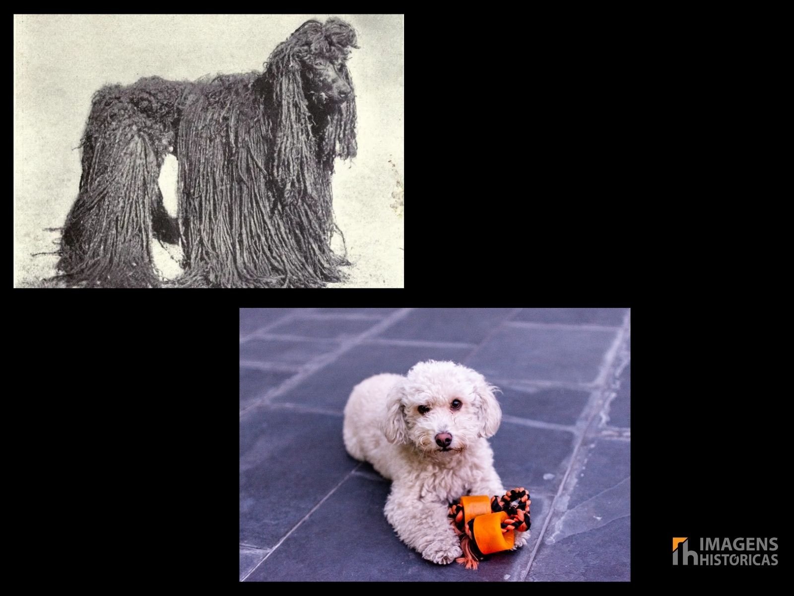 O Poodle tem origens que remontam à Alemanha, onde era usado como cão de água para caça de aves aquáticas.