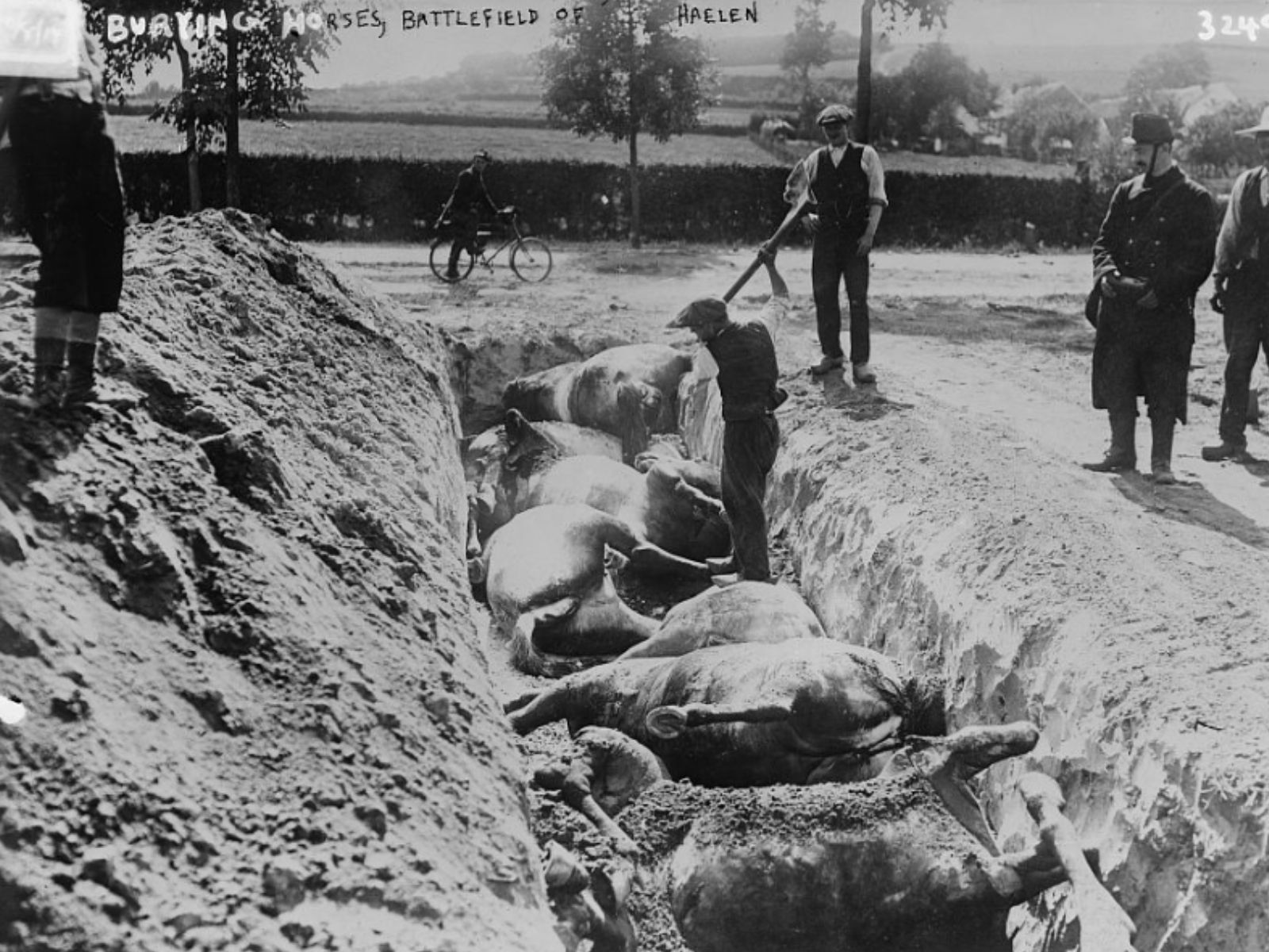 Cavalos – Os Heróis Esquecidos da Primeira Grande Guerra