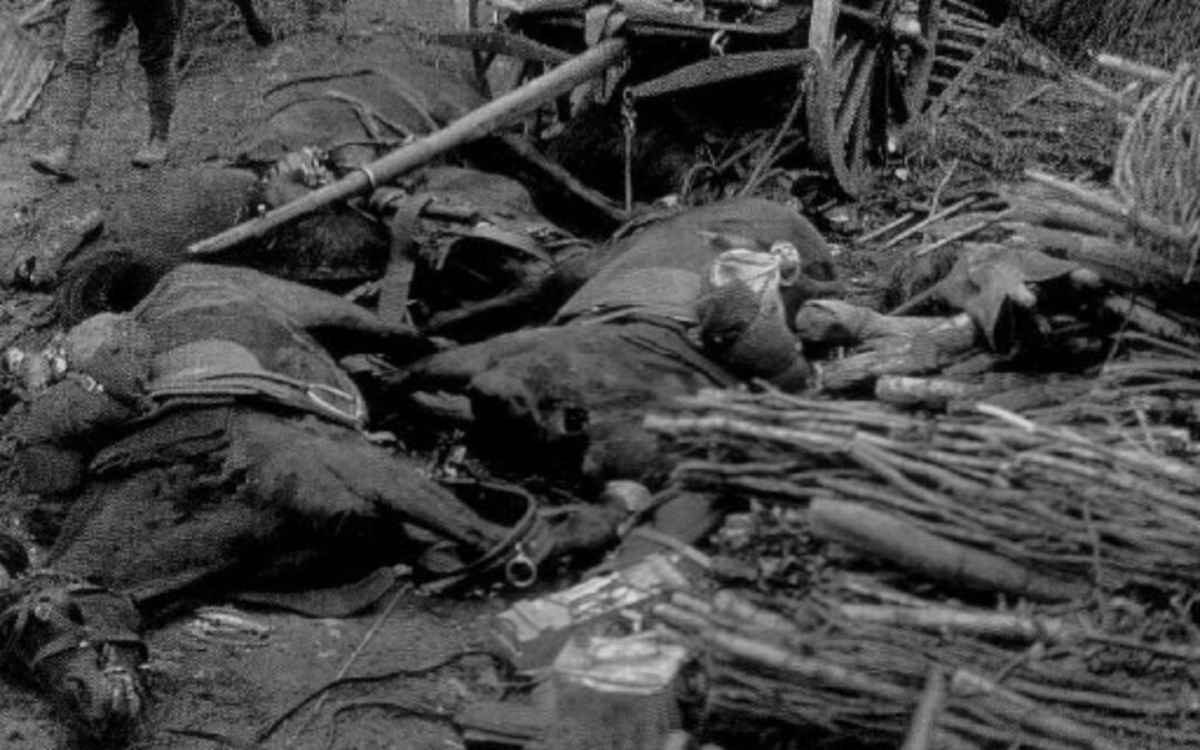 Cavalos e Mulas: Heróis Esquecidos da Primeira Grande Guerra