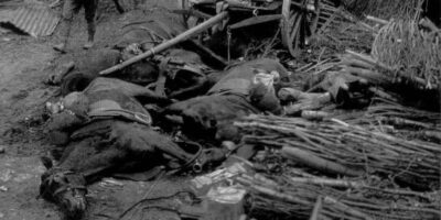 Múltiplos cavalos mortos espalhados em um campo aberto durante os primeiros meses da guerra em 1914. A imagem mostra a escala das perdas de animais em uma única batalha, evidenciando a vulnerabilidade dos cavalos ao fogo de artilharia moderno.