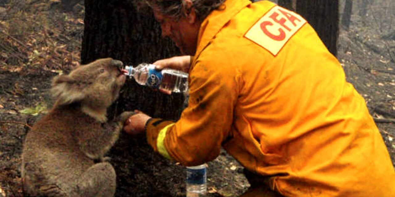 Coala Sam Bebe Água Durante Incêndio Florestal na Austrália