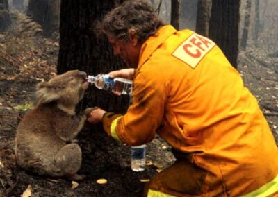 Coala Sam recebe água durante incêndio florestal na Austrália em fevereiro de 2009.