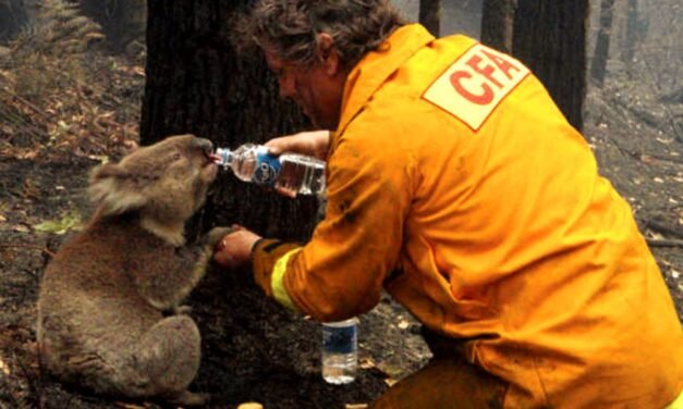 Coala Sam Bebe Água Durante Incêndio Florestal na Austrália