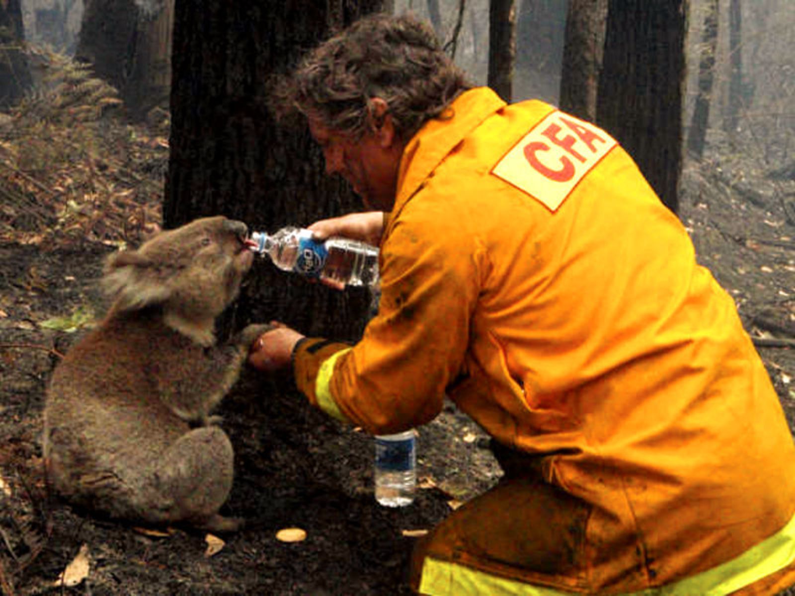 Coala Sam recebe água durante incêndio florestal na Austrália em fevereiro de 2009.