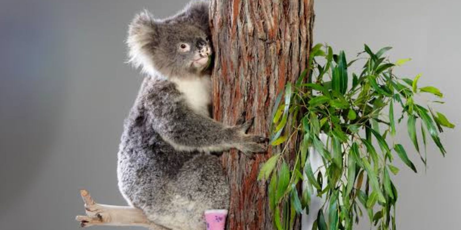 O corpo empalhado de Sam, o coala, em exibição no Museu de Melbourne. A exposição serve como um memorial permanente da tragédia do Sábado Negro de 2009 e um símbolo da necessidade de conservação da vida selvagem australiana.