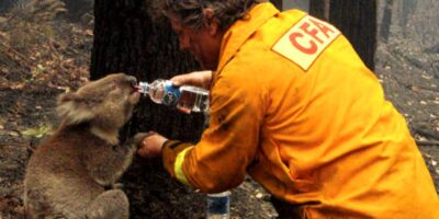 O momento icônico em que o bombeiro voluntário David Tree oferece água de uma garrafa para Sam, o coala, durante os incêndios florestais em Victoria, Austrália, em fevereiro de 2009. A imagem se tornou um símbolo global de esperança.