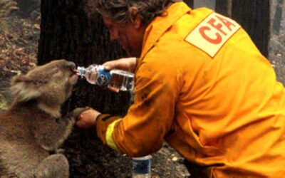 Coala Sam e os Incêndios de 2009: Um Legado de Esperança