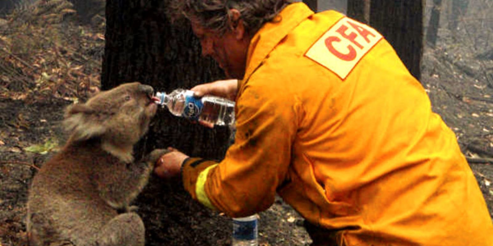 O momento icônico em que o bombeiro voluntário David Tree oferece água de uma garrafa para Sam, o coala, durante os incêndios florestais em Victoria, Austrália, em fevereiro de 2009. A imagem se tornou um símbolo global de esperança.