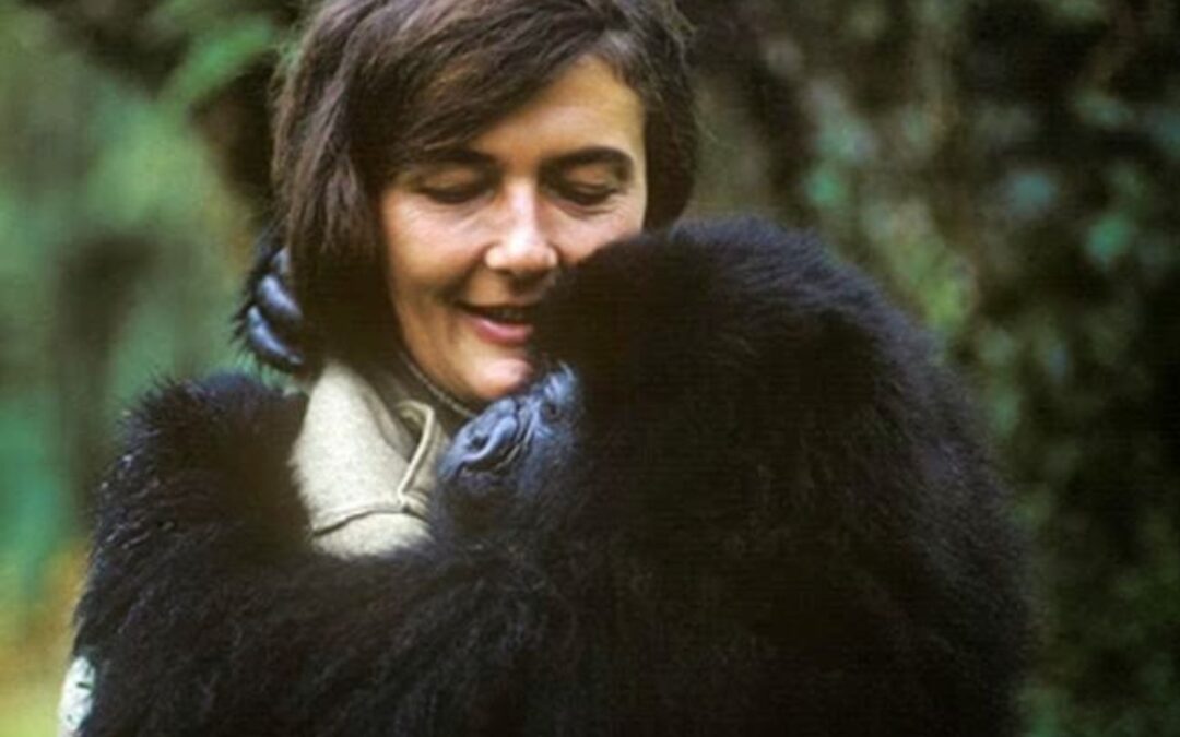 Dian Fossey: Protetora dos Gorilas