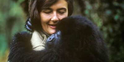 Dian Fossey: Protetora dos Gorilas