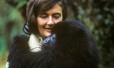 Dian Fossey: Protetora dos Gorilas