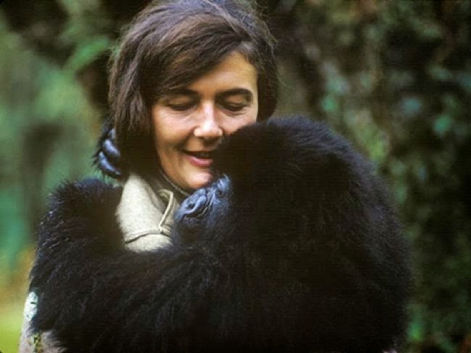 Dian Fossey: Protetora dos Gorilas