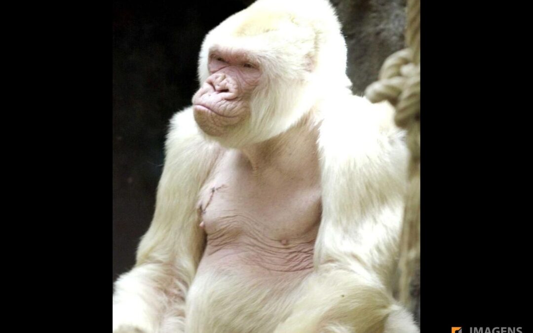 Floco de Neve – O Único Gorila Albino do Mundo