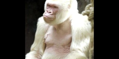 Floco de Neve, o único gorila albino conhecido no mundo, tornou-se uma figura icônica e querida no Zoológico de Barcelona. Descoberto na Guiné Equatorial em 1966, este gorila de coloração incomum rapidamente atraiu a atenção global devido à sua raridade e aparência única.