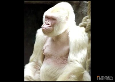 Floco de Neve, o único gorila albino conhecido no mundo, tornou-se uma figura icônica e querida no Zoológico de Barcelona. Descoberto na Guiné Equatorial em 1966, este gorila de coloração incomum rapidamente atraiu a atenção global devido à sua raridade e aparência única.