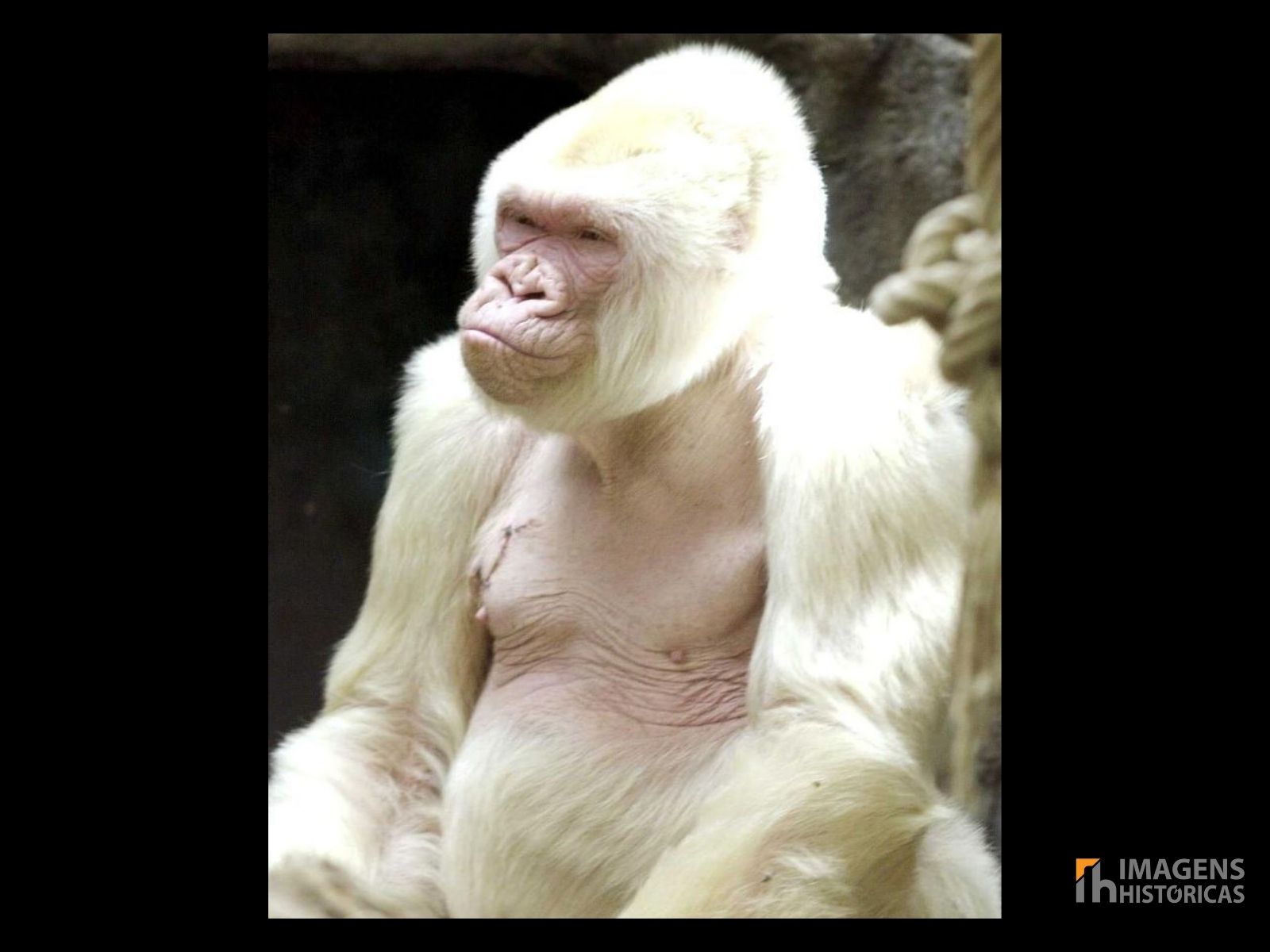 Floco de Neve, o único gorila albino conhecido no mundo, tornou-se uma figura icônica e querida no Zoológico de Barcelona. Descoberto na Guiné Equatorial em 1966, este gorila de coloração incomum rapidamente atraiu a atenção global devido à sua raridade e aparência única. Floco de Neve, o único gorila albino conhecido no mundo, tornou-se uma figura icônica e querida no Zoológico de Barcelona. Descoberto na Guiné Equatorial em 1966, este gorila de coloração incomum rapidamente atraiu a atenção global devido à sua raridade e aparência única.