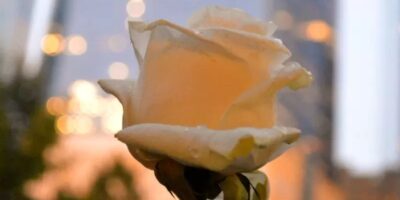 Flores branca, frequentemente usada em memoriais como símbolo de paz, pureza e lembrança. A mensagem de Mary Kate McEarlean, focada na esperança e na capacidade de florescer mesmo após a perda, é representada pela delicadeza e força de uma flor que cresce em meio à adversidade. Foto: Italo Magno. 9/11 Memorial World Trade Center. 2015.