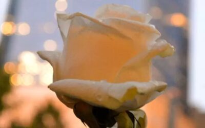 Mary Kate McEarlean: Lição de Vida da Órfã do 11 de Setembro