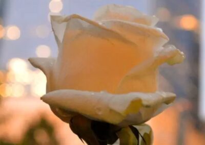 Flores branca, frequentemente usada em memoriais como símbolo de paz, pureza e lembrança. A mensagem de Mary Kate McEarlean, focada na esperança e na capacidade de florescer mesmo após a perda, é representada pela delicadeza e força de uma flor que cresce em meio à adversidade. Foto: Italo Magno. 9/11 Memorial World Trade Center. 2015.
