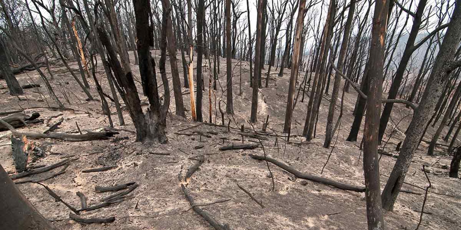 Floresta completamente devastada pelos incêndios do Sábado Negro, mostrando troncos de árvores carbonizados e o solo coberto de cinzas. A imagem ilustra a destruição total do habitat da vida selvagem e a escala da perda ambiental.
