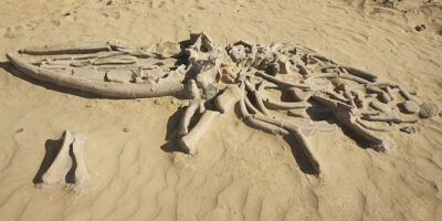 O Deserto do Atacama, localizado no norte do Chile, é amplamente conhecido como um dos lugares mais inóspitos e secos do planeta. Contudo, em meio a essa paisagem árida e desolada, paleontólogos fizeram uma descoberta surpreendente: um grande número de fósseis de baleias e outros animais marinhos. Tais fósseis, encontrados em um local conhecido como Cerro Ballena.