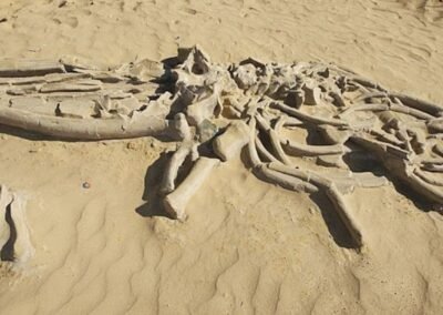 O Deserto do Atacama, localizado no norte do Chile, é amplamente conhecido como um dos lugares mais inóspitos e secos do planeta. Contudo, em meio a essa paisagem árida e desolada, paleontólogos fizeram uma descoberta surpreendente: um grande número de fósseis de baleias e outros animais marinhos. Tais fósseis, encontrados em um local conhecido como Cerro Ballena.