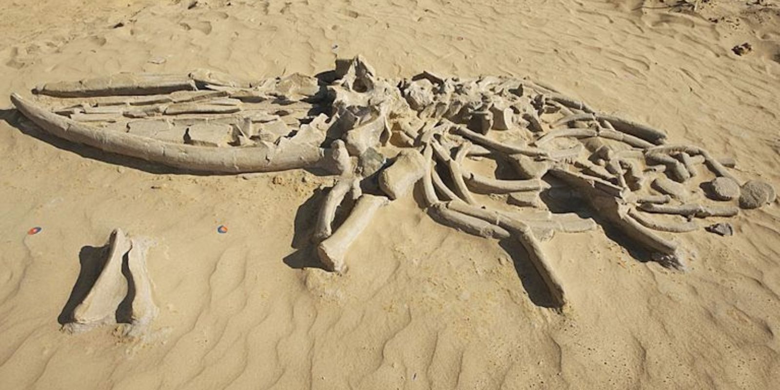 O Deserto do Atacama, localizado no norte do Chile, é amplamente conhecido como um dos lugares mais inóspitos e secos do planeta. Contudo, em meio a essa paisagem árida e desolada, paleontólogos fizeram uma descoberta surpreendente: um grande número de fósseis de baleias e outros animais marinhos. Tais fósseis, encontrados em um local conhecido como Cerro Ballena. O Deserto do Atacama, localizado no norte do Chile, é amplamente conhecido como um dos lugares mais inóspitos e secos do planeta. Contudo, em meio a essa paisagem árida e desolada, paleontólogos fizeram uma descoberta surpreendente: um grande número de fósseis de baleias e outros animais marinhos. Tais fósseis, encontrados em um local conhecido como Cerro Ballena.