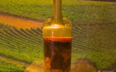 Garrafa de Vinho de Speyer – O Vinho Mais Antigo do Mundo