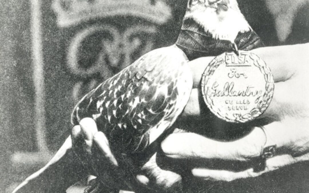 GI-Joe: O Pombo Herói de Guerra