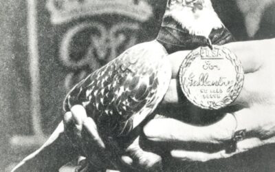 GI-Joe: O Pombo Herói de Guerra