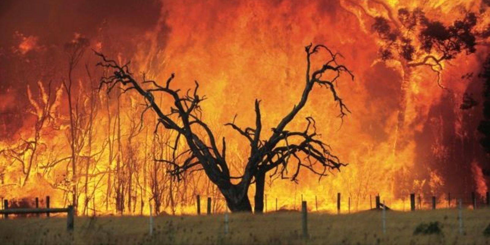 A fúria dos incêndios do Sábado Negro em Victoria, Austrália, em 2009. As chamas, impulsionadas por ventos fortes e calor extremo, destruíram mais de 450.000 hectares de terra. Autor: The New Yorker / Acervo.