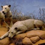 Os Leões de Tsavo: Sombra e Escuridão