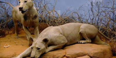 Os Leões de Tsavo: Sombra e Escuridão