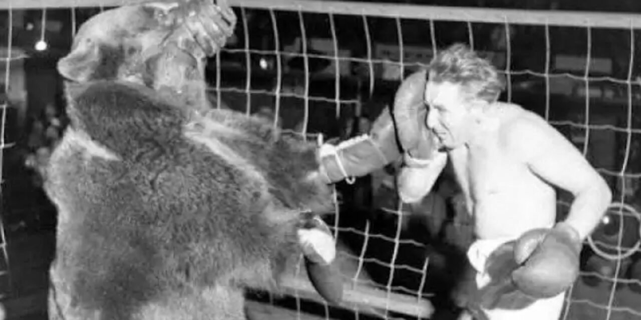 Luta de Boxe entre Humano e Urso: Um Episódio de 1949