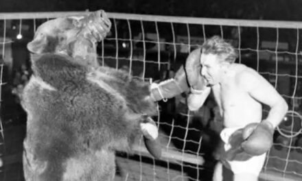 Luta de Boxe entre Humano e Urso: Um Episódio de 1949