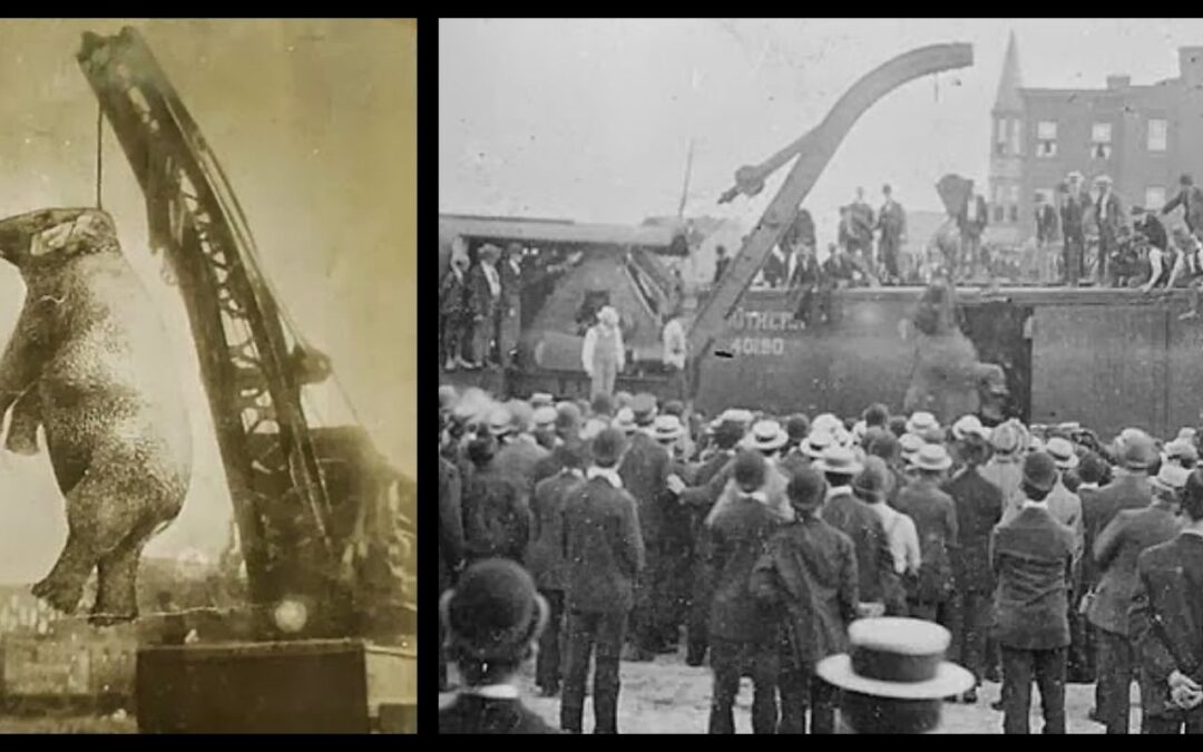 Mary – A Elefanta Enforcada em Público