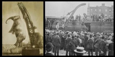 No dia 13 de setembro de 1916, um episódio cruel e trágico ocorreu na cidade de Erwin, Tennessee. Uma elefanta chamada Mary, pertencente ao circo "Sparks World Famous Shows", foi enforcada publicamente após ter matado seu tratador. O evento, conhecido como o "enforcamento de Mary", marcou um dos momentos mais infames da história dos circos nos Estados Unidos.