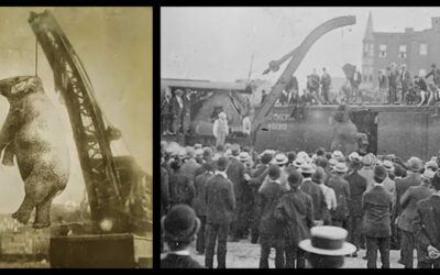 Mary – A Elefanta Enforcada em Público